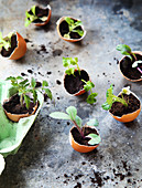 Planting sprouts in egg shells