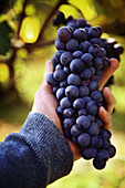 Male hand holding a black bunch of grapes during the grape harvest