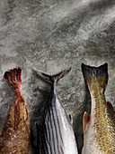 Drei verschiedene Fischschwänze