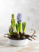 Home planted hyacinths