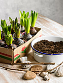 Home planted hyacinths