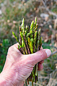 Hand holding fresh wild asparagus
