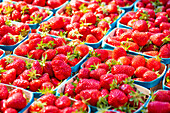 Friische Erdbeeren in Plastikschalen