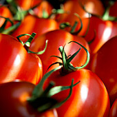 Many tomatoes (Close Up)