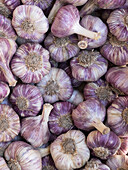 Many garlic bulbs (full picture)