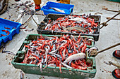 Frisch gefangener Fisch, Garnelen und Gambas in Kisten