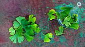 Ginkgo leaves on a wooden background and in a glass mortar