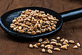 Wheat grains on a wooden spoon