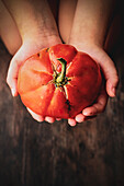 Hands holding a large tomato