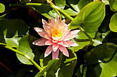 Pink water lily blossom amidst leaves