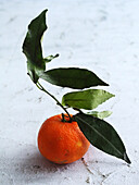 Clementine mit Blättern