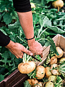 Freshly harvested beetroot in a crate