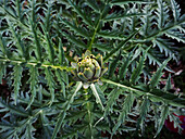 Artichoke growing on the plant