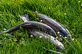 Freshly fished trout in the grass