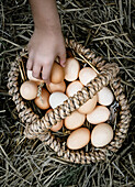 Child lays eggs in basket