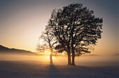 Oak tree and sunrise, winter mood