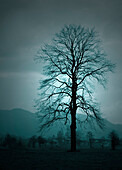 Leaveless tree in obscured mood