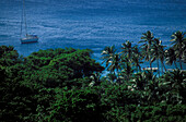 Palm trees at the sugar loaf, Iles de Saintes, Guadeloupe Caribbean, America