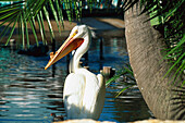 Pelican, Cedar Key Florida, USA