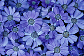 Blue flowers, Close-up