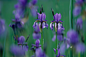Iris Blume