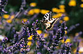 Butterfly Papilio machaon