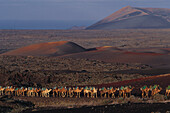 16008, Kamelkarawane, Lanzarote Kanarische Inseln