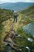 Jäger mit erlegtem Wild, Schottland, Großbritannien, Europa