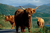 Highland-Rinder, Schottland