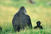Western Lowland Gorilla with young, Africa