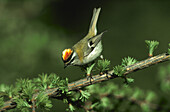 Vogel Sommergoldhähnchen