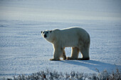 Leo de Wys Eisbär Eisbär