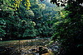 Tropischer Regenwald am Bohorok River, Gunung Leuser Nationalpark, Sumatra, Indonesien, Asien