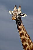 Masai Giraffe, Giraffa Camelopardalis Tippelskirchi, Africa