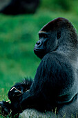 Flachland-Gorilla Gorilla gorilla gorilla