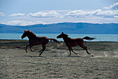 Argentinische Pferde im Galopp