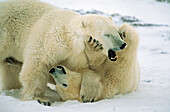 Two wrestling ice bears, Arctic