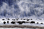Bisons im Winter im Yellowstone Nationalpark, Wyoming, USA, Amerika