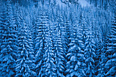 Fichten, Wald Winter