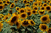 Sonnenblumenfeld Nature