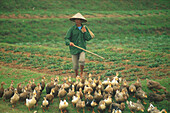 Vietnamesischer Hirte mit Enten