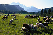 Herd of sheep on mountain pasture, Elmau, Upper Bavaria, Germany