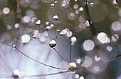 Close up of dew drops, drops of water on a leaf, Nature