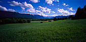 Bavarian mountain pasture, Upper Bavaria, Germany