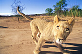 Junger Löwe Matata im Sonnenlicht, Namibia, Afrika, Afrika