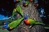 Loris, Papageien an einem Baumstamm, Queensland, Australien