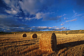 Weizenfelder bei Pamplona, Spanien