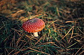 fly agaric or fly Amanita is a poisonous fungus, mushroom