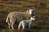 Schottische Schaf mit Jungtier, Lamm, Schottland, Großbritannien