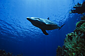 Bottle-nosed Dolphin under water, Tursiops truncatus, Islas de la Bahia, Hunduras, Caribbean